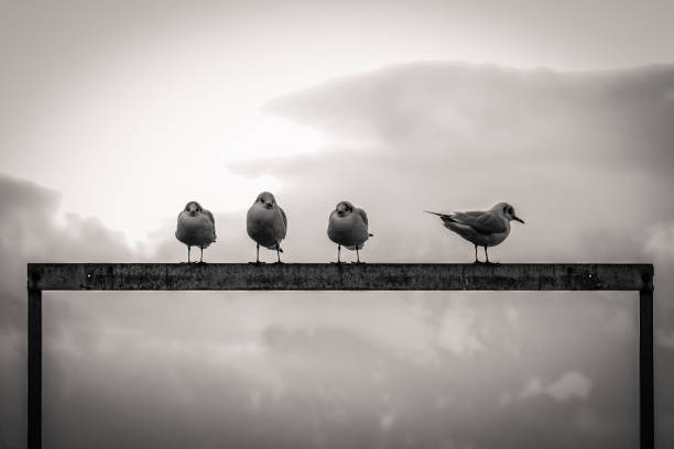 istock Low Angle View Of Seagulls Perching On Railing Against Sky 1408381131