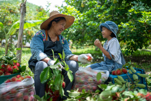 nonna e nipote felici di sentire raccolto rambutans insieme - rambutan foto e immagini stock