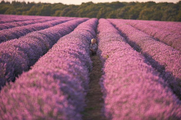 istock Boy in lavender summer field at sunset 1408382971