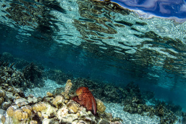 polpo sulla barriera corallina sott'acqua nella polinesia francese - mollusco foto e immagini stock