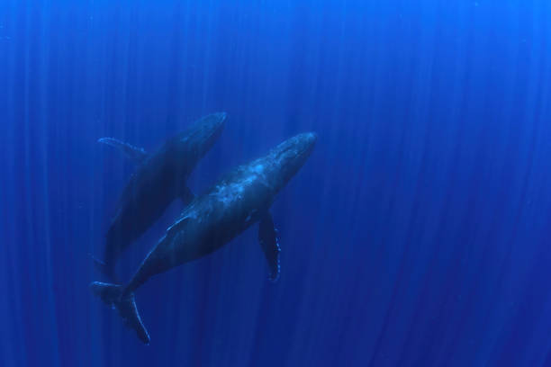 istock humpback whale underwater in french polynesia moorea 1408383553