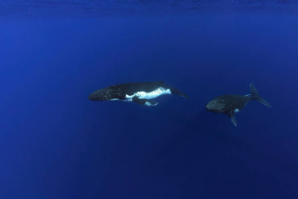 istock humpback whale underwater in french polynesia moorea 1408383573