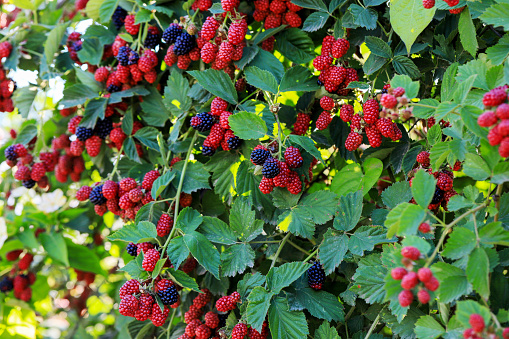 branch of ripe raspberries in a garden on blurred green background