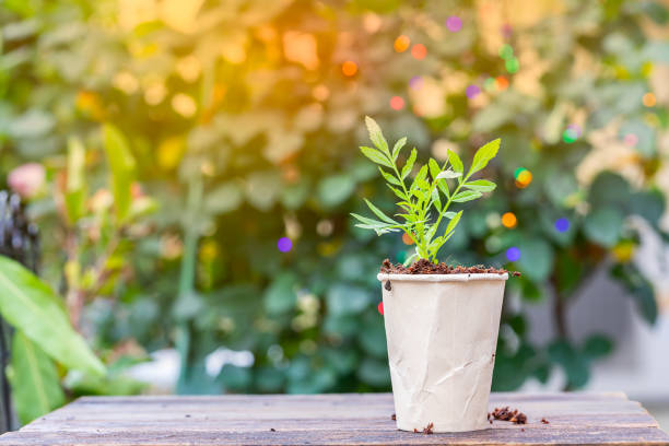 Baby plant on wooden table