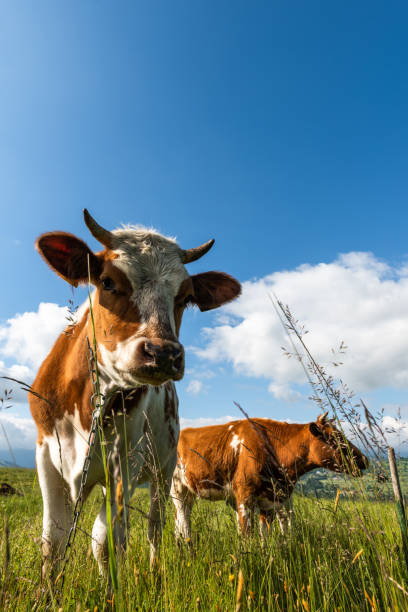 istock Curious cow looking at camera whle grazing on green meadow 1408384696