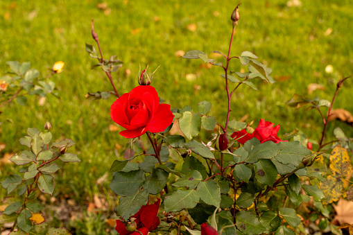 The last beautiful autumn red rose against the background of grass and fallen autumn leaves