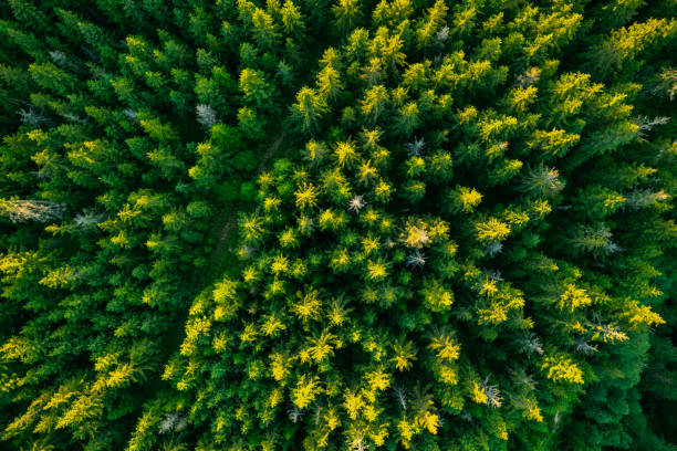 istock Tree top canopy in forest at summer, aerial drone view 1408384886