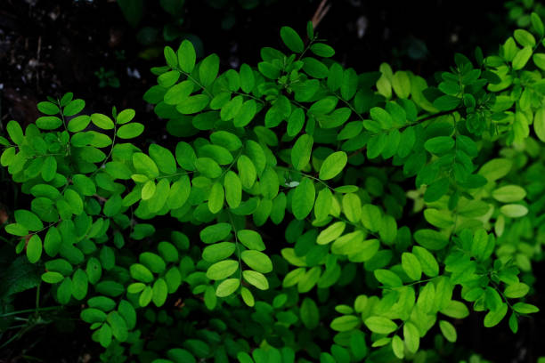 istock green leaf in green park 1408385031