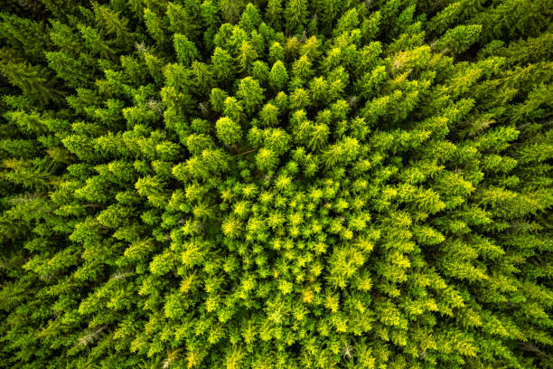 istock Forest landscape and wilderness, aerial drone view 1408385108