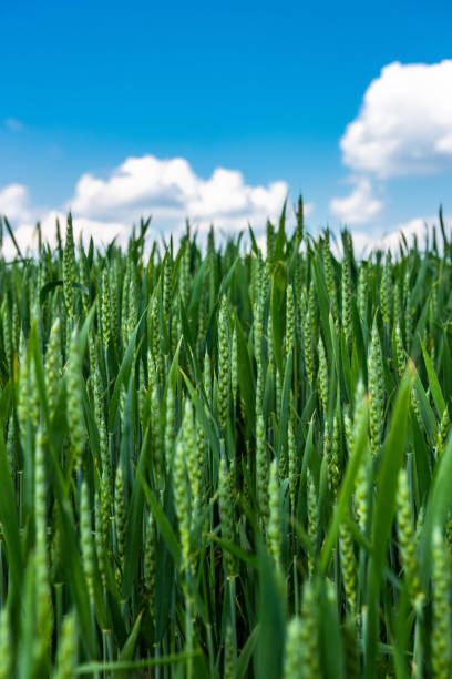 istock Barley plant grow in fields at sunny day, close up view 1408385445