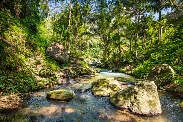 Beautiful river at Gunung Kawi in the tropical rainforest of Bali