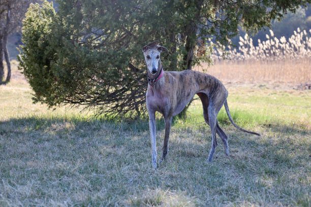istock elegant female greyhound walking in a field 1408387399