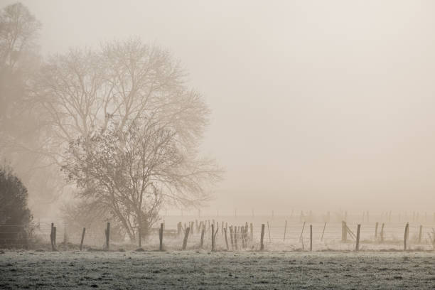 istock Contrast of trees in the mist 1408387832