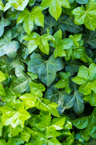 istock green ivy leaves background 1408388156