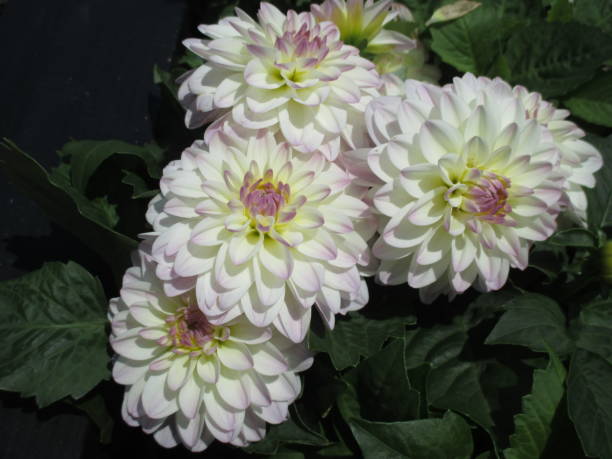 istock Dahlia with bright white, beautifully blooming in the spring flowerbed 1408388396