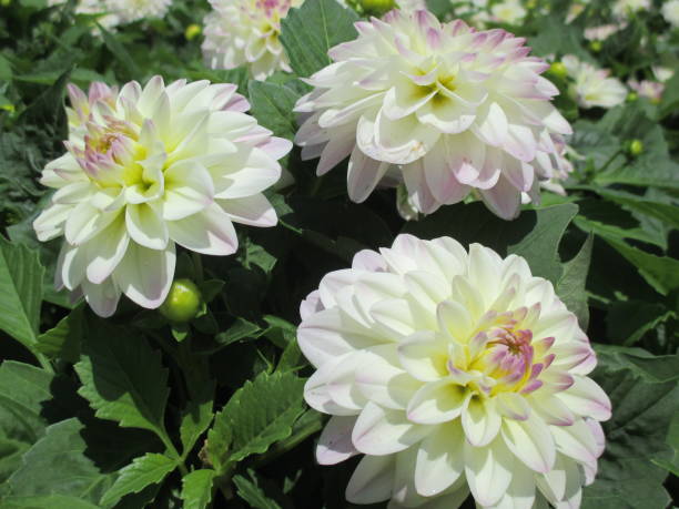 istock Dahlia with bright white, beautifully blooming in the spring flowerbed 1408388910