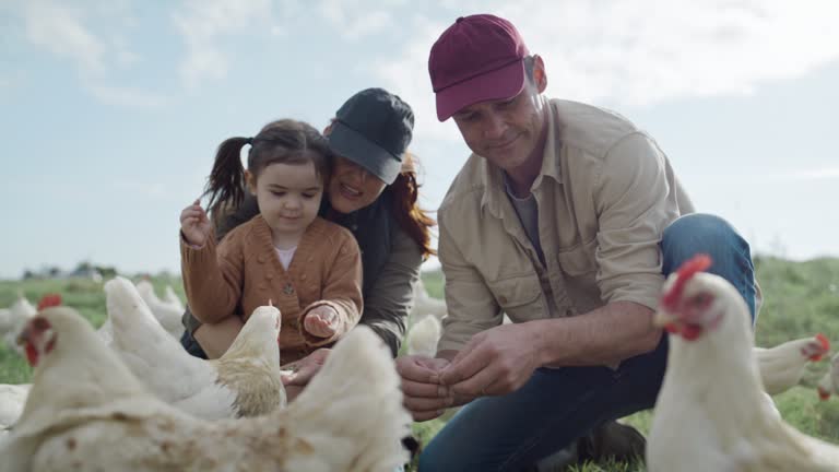 Happy carefree family feeding chickens on a field on a farm. Parents and playful little daughter caring for livestock while raising animals for free range organic poultry industry