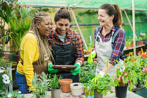 Multiracial senior women having fun working inside greenhouse garden
