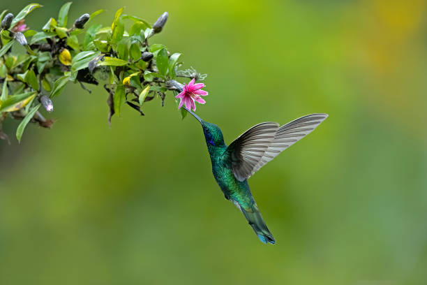 istock Sparkling Violet ear Humming Bird 1408390094