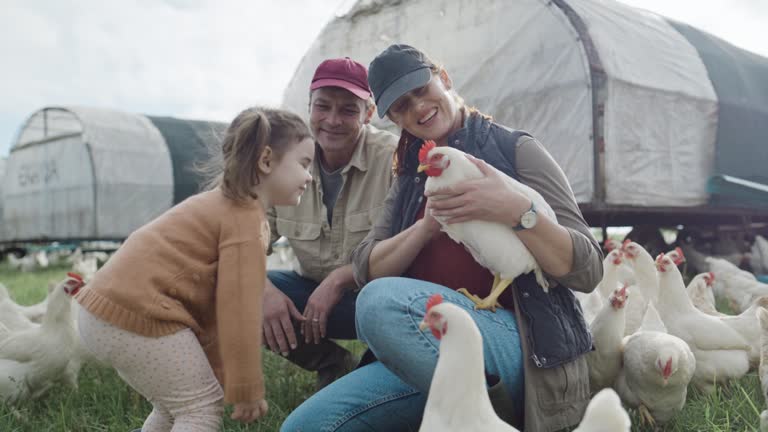 Happy caucasian family with one child petting chickens on their poultry farm. Mother, father and cute little daughter spending time together at chicken organic farm.
