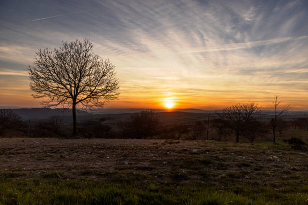 Beautiful landscape with a tree known as chestnut tree at sunset. Portugal