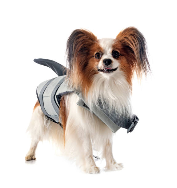 istock papillon dog and life jacket 1408392715