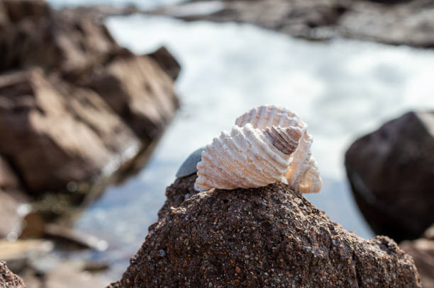 istock Close up of two shells on a rock 1408392879