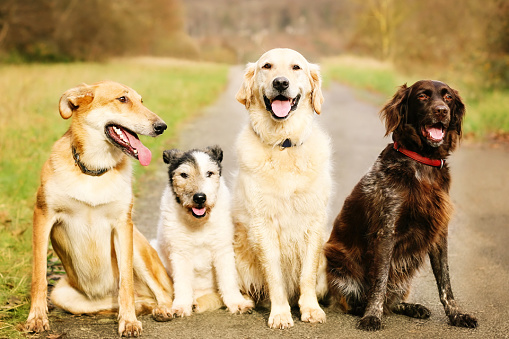 Group of four happy dogs sitting on the road