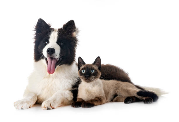 istock young Yakutian Laika and cat 1408393049