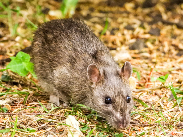 istock Park Rat Seeking For Food 1408393221
