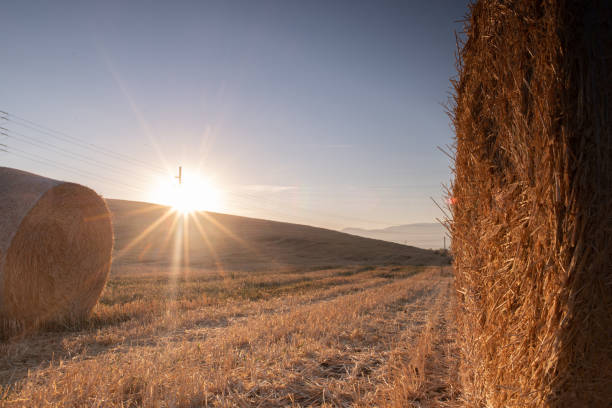 istock An agricultural  landscape 1408393672