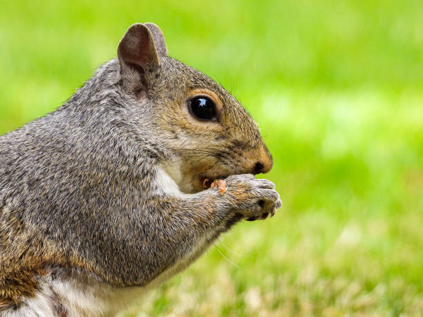istock Park Grey Squirrel Seeking Food From Visitors 1408394633