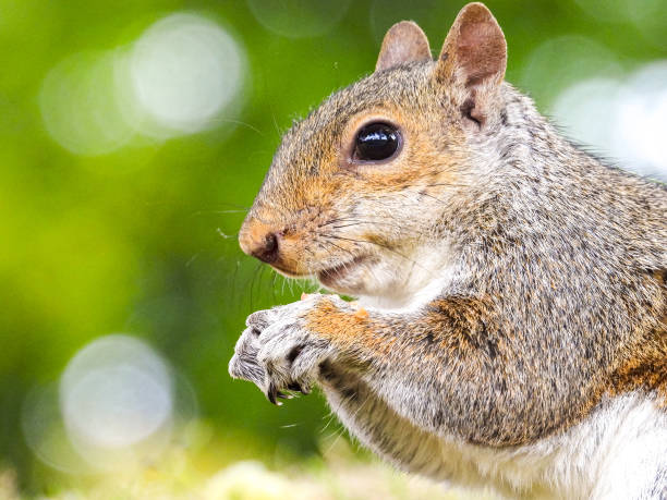 istock Park Grey Squirrel Seeking Food From Visitors 1408394927