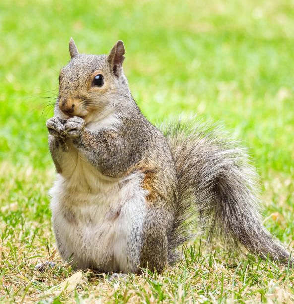istock Park Grey Squirrel Seeking Food From Visitors 1408394970