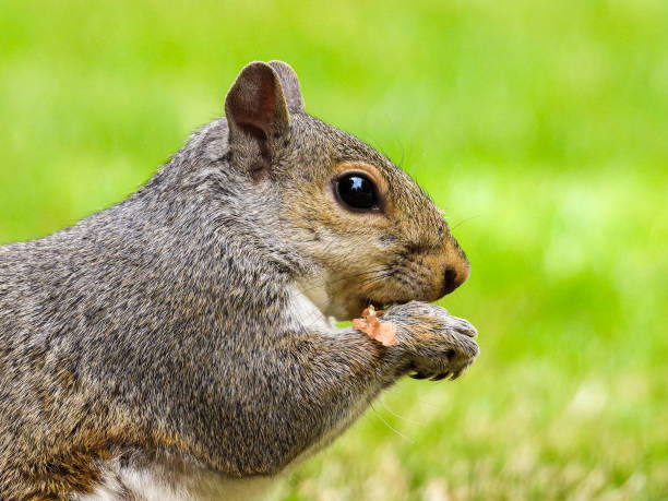 istock Park Grey Squirrel Seeking Food From Visitors 1408395188