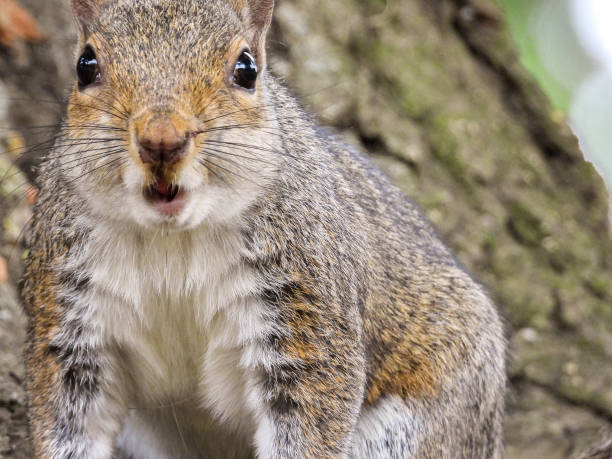 istock Park Grey Squirrel Seeking Food From Visitors 1408395307