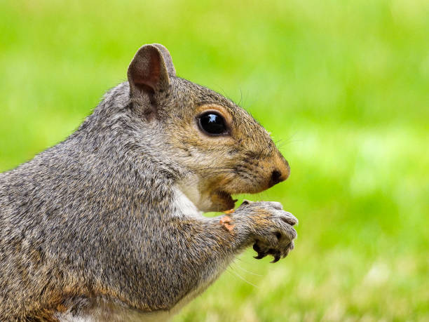 istock Park Grey Squirrel Seeking Food From Visitors 1408395370