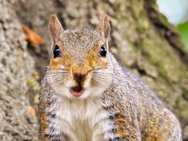 istock Park Grey Squirrel Seeking Food From Visitors 1408395515