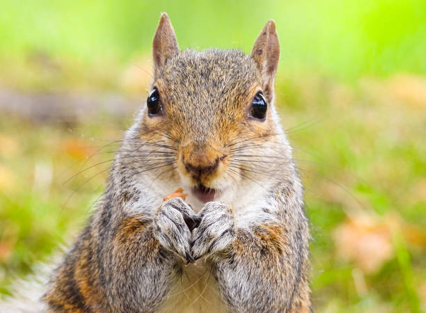 istock Park Grey Squirrel Seeking Food From Visitors 1408395538