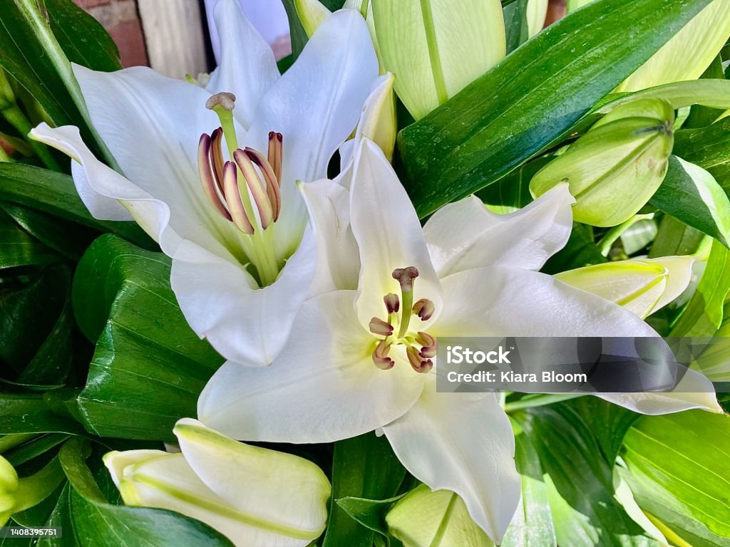 White Lilly Flowers in Bloom Horizontal close up detail of vibrant white Lilly flowers in bloom with details of orange petals stamen pollen and bud awaiting blossom in florist bouquet arrangement Lily Stock Photo