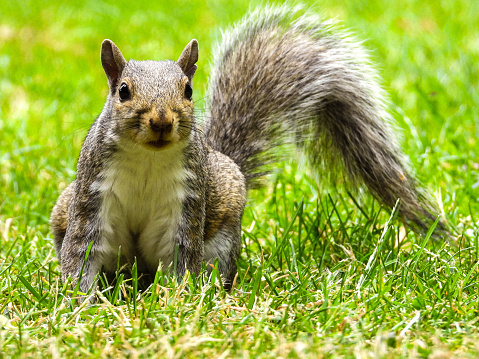 A grey squirrel playing and seeking for food in a public open park. The squirrel seeking and waiting for food whilst watching for predators.