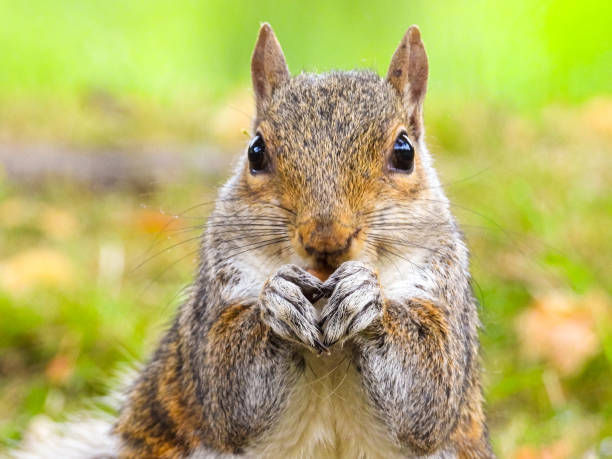 istock Park Grey Squirrel Seeking Food From Visitors 1408395807