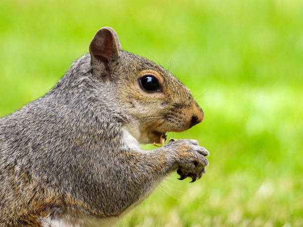istock Park Grey Squirrel Seeking Food From Visitors 1408395881