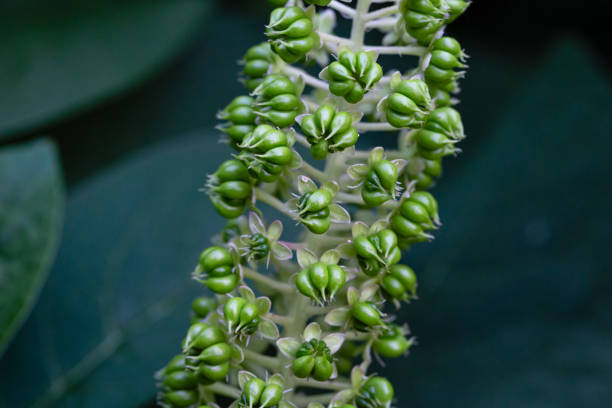 Daytime side view close-up of a flowering indian pokeweed (phytolacca acinosa) plant, shallow DOF