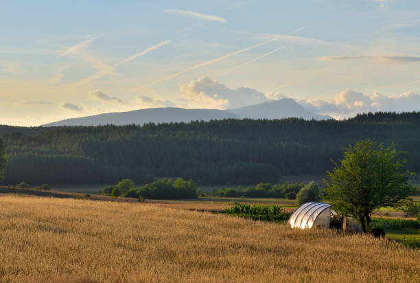 Greenhouse and wheat field A greenhouse and a ripe wheat field in the late afternoon hawthorn maple stock pictures, royalty-free photos & images