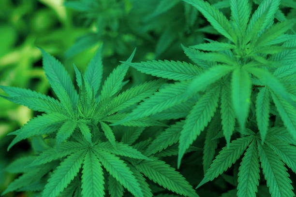 istock Cannabis leaf background as a medicinal and medicinal plant 1408396871