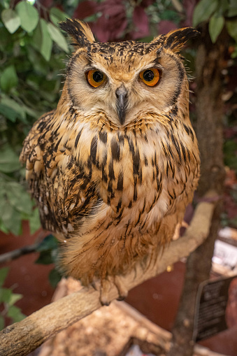 Brown and beautiful great horned owlw