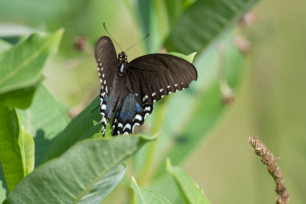 istock Spicebush Swallowtail on a leaf in New York 1408398269