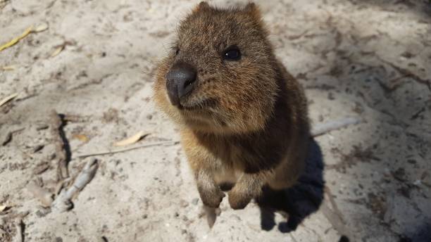 istock Quokka on Rottnest Island 1408398716