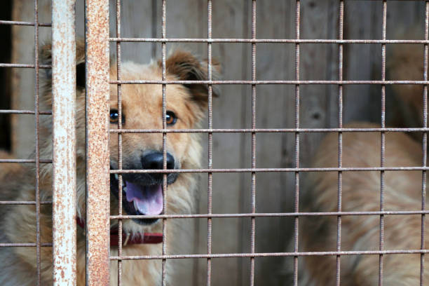 istock Red dog in a cage. Shelter for dogs. Aviary 1408398776